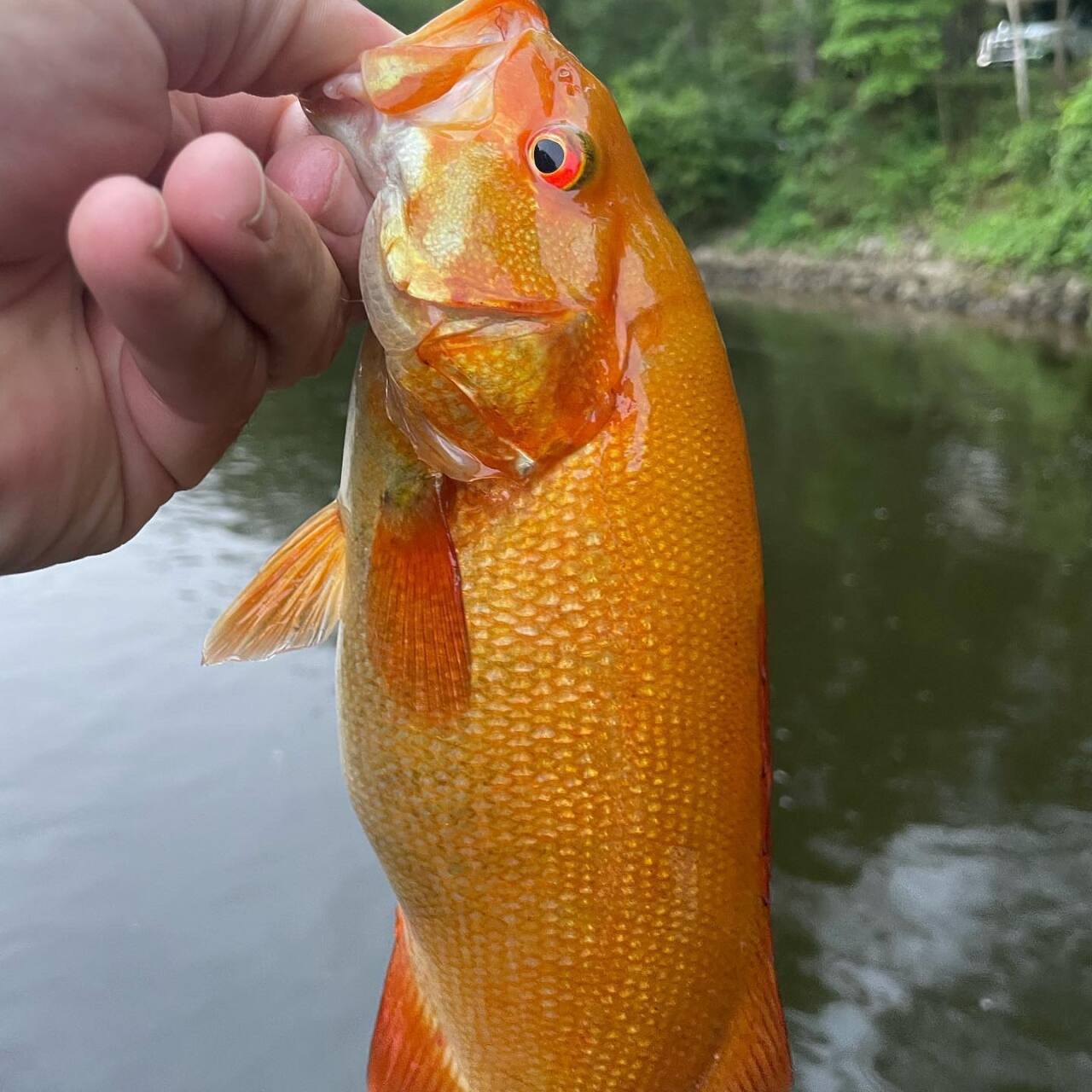 Orange Smallmouth Bass