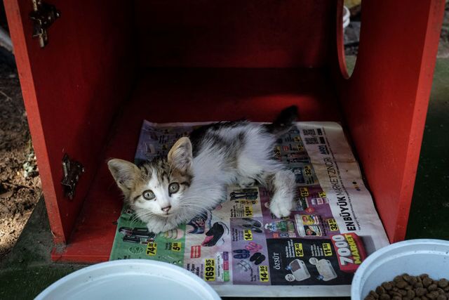 Photos: This place is known as 'The City of Cats'