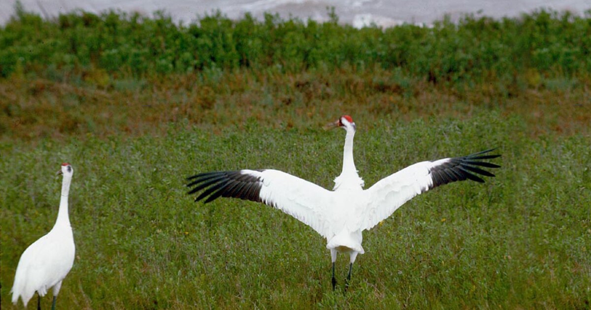 Celebrate Bird Migration At The 2020 Whooping Crane Festival