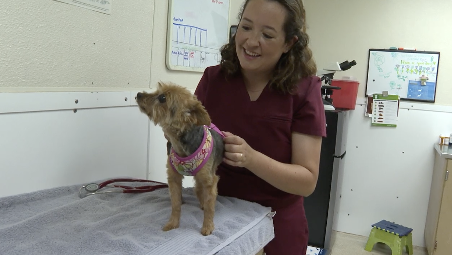 New shelter vet to help pets and people at Aggieland Humane Society
