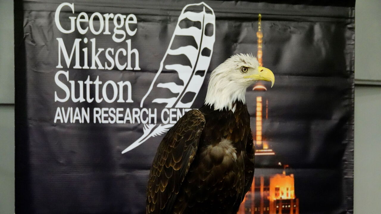 Bald eagle at the Sutton Avian Research Center