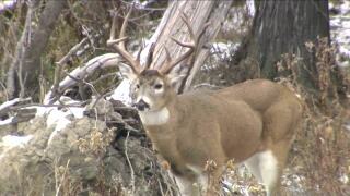 Deer