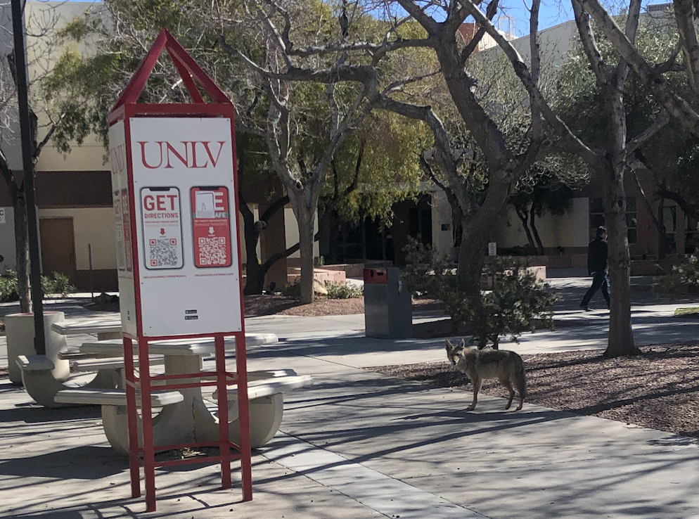 UNLV coyote 1