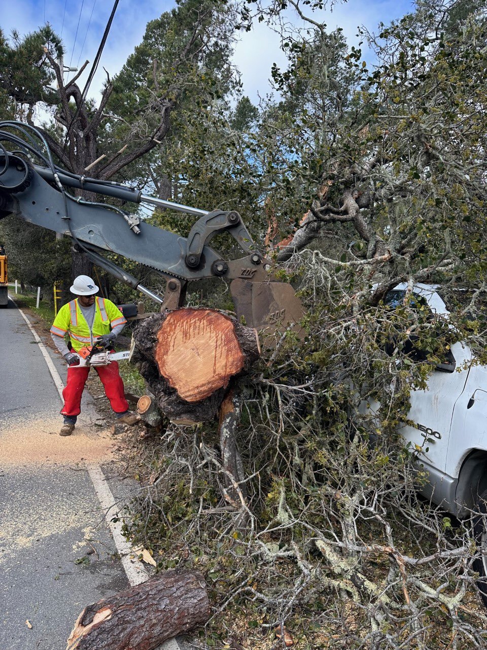 tree down ardath cambria.jpg