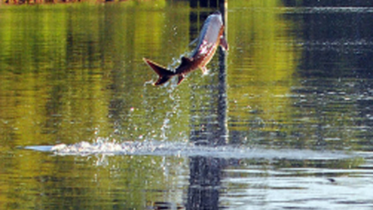 Leaping sturgeon knocks Fla. boater unconscious