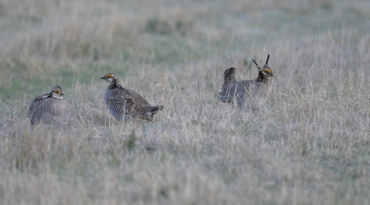 Lesser Prairie Chicken