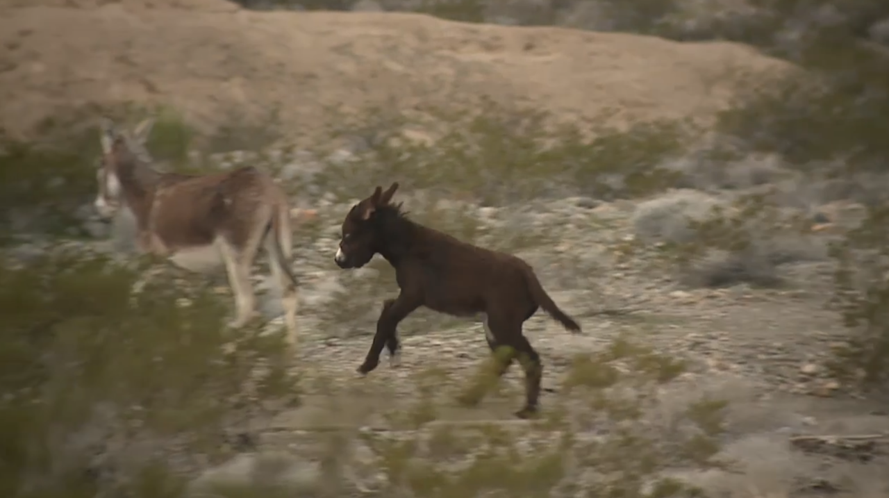 Indian Springs residents push for safety after motorcyclist dies in burro crash
