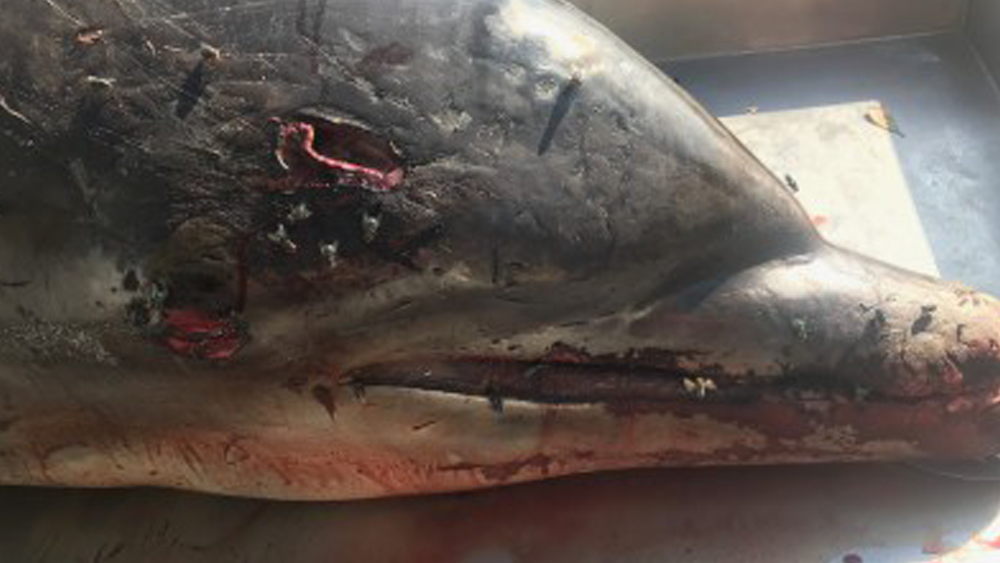 dolphin-stabbed-not-blurred.png