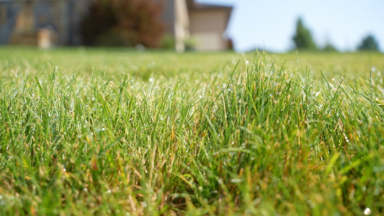 Summer lawn and garden care