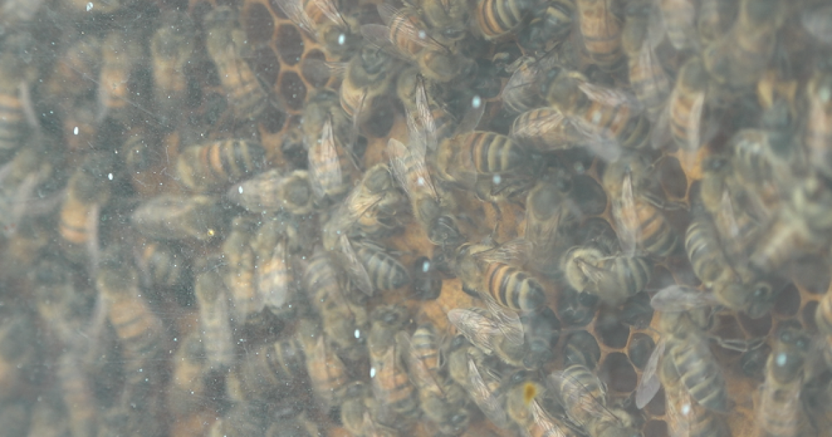 Host A Hive In San Diego And Help Save The Bees