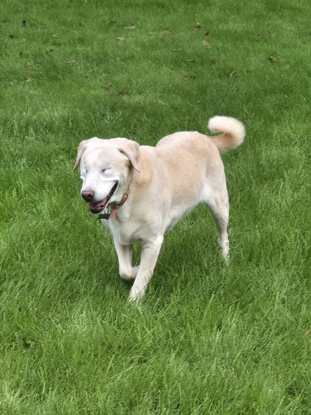 Sugar in new home