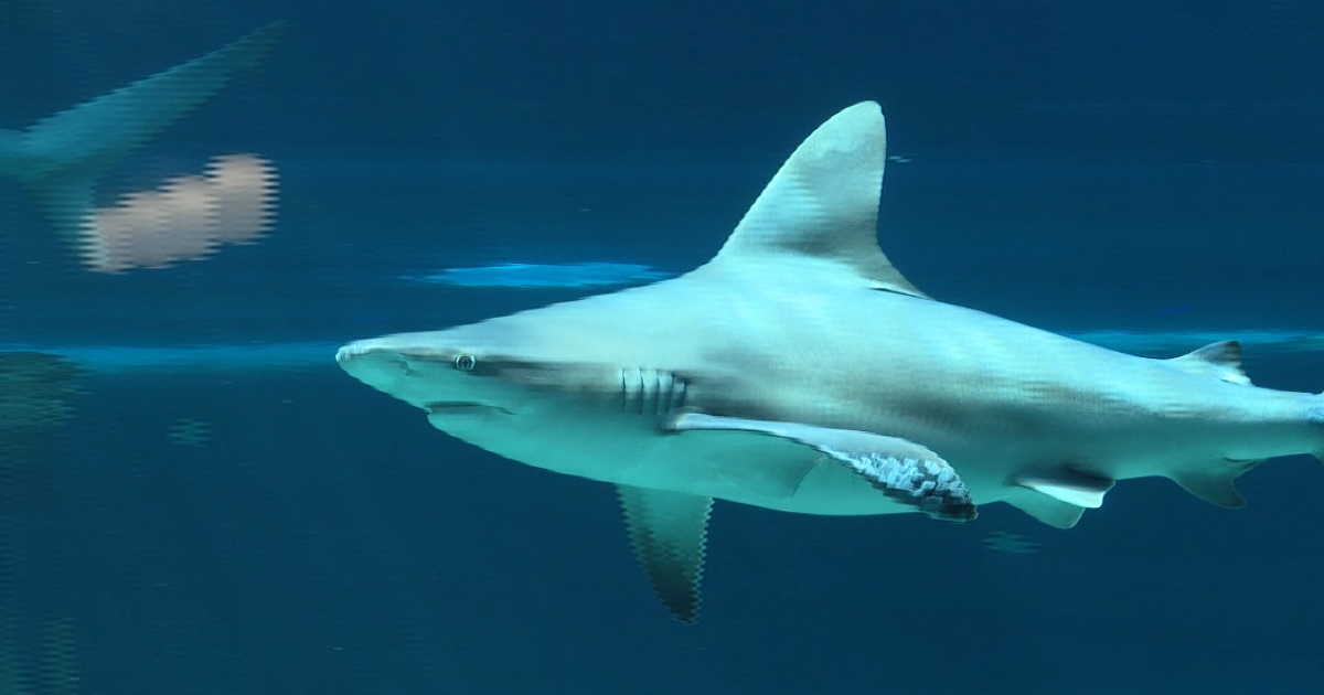 Texas State Aquarium hosts an event with a lot of bite to it
