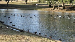 WGDuckPond1.jpg