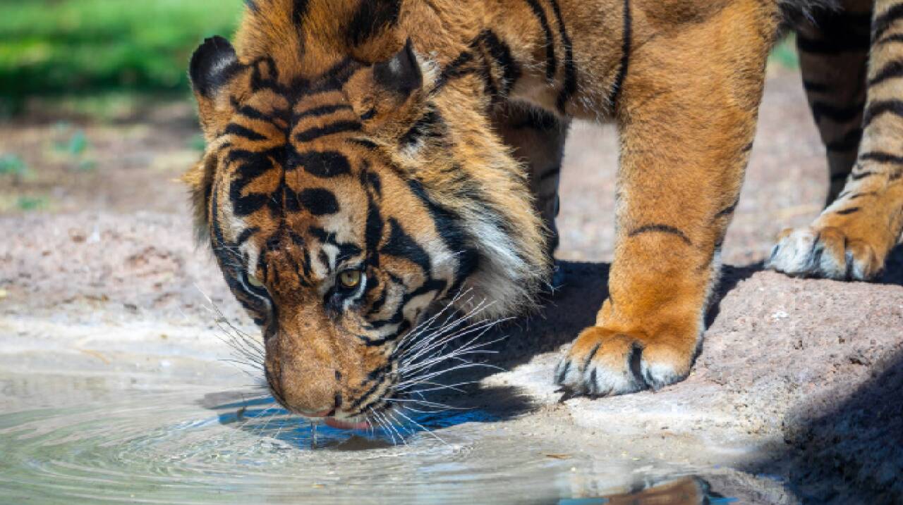 Raja in the Arizona dry heat.  