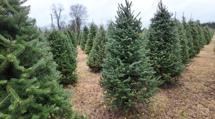 Screenshot 2025-11-25 at 6.19.14 PM.png