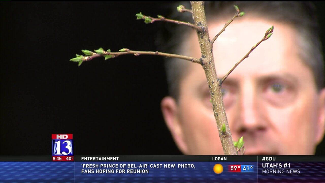 Springtime pruning tips from a USU horticulturist