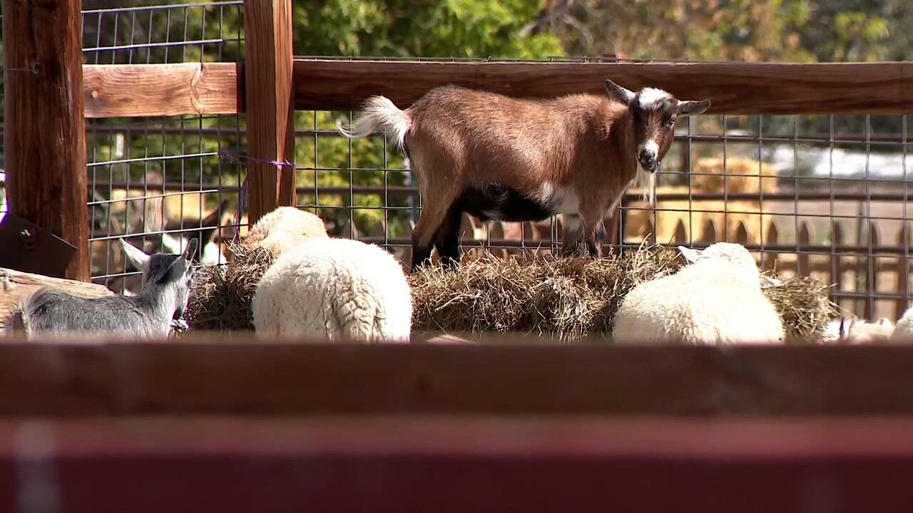 goats at farm.jpg