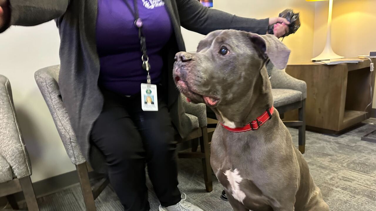 Francis - Pet Adoption Tuesday