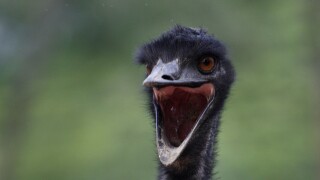 India Emu