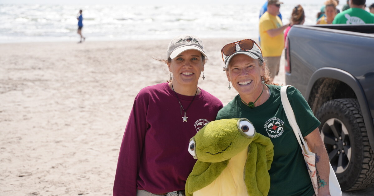 Texas Sealife Center releases nine sea turtles at North Padre Island - Vimarsana News