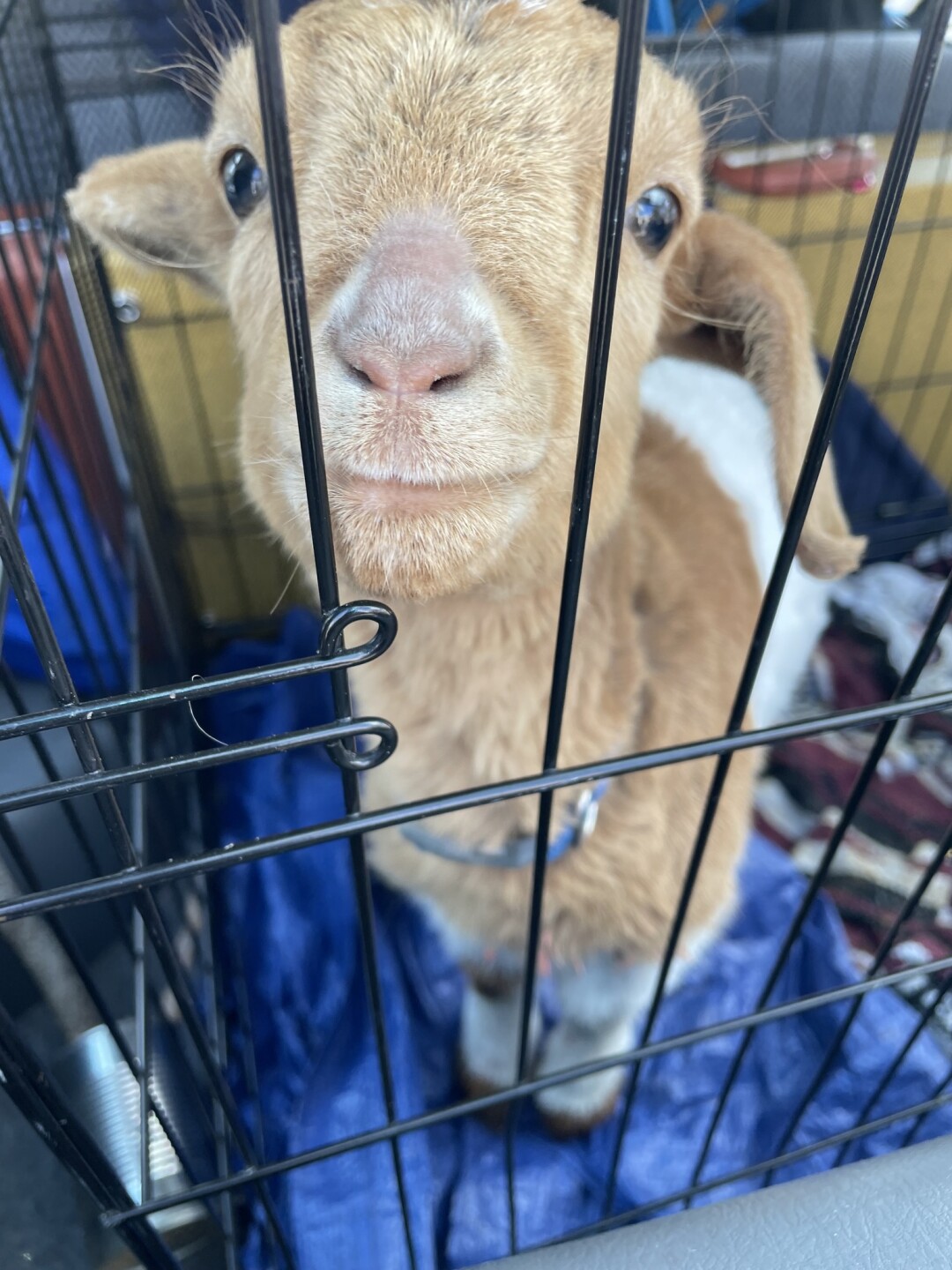 Nibbles the goat