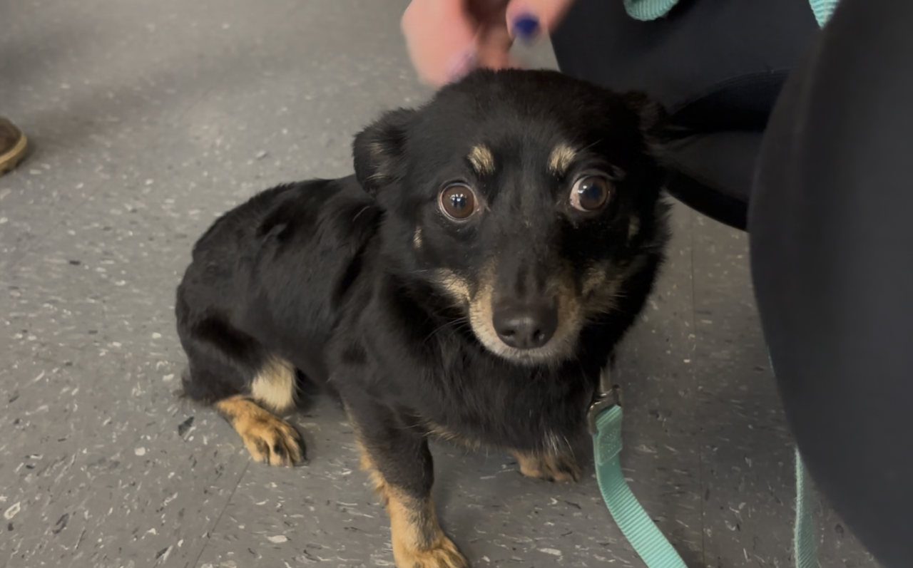 Pup available for adoption this weekend