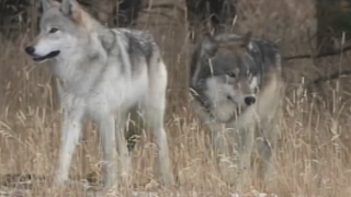 Wolves.png