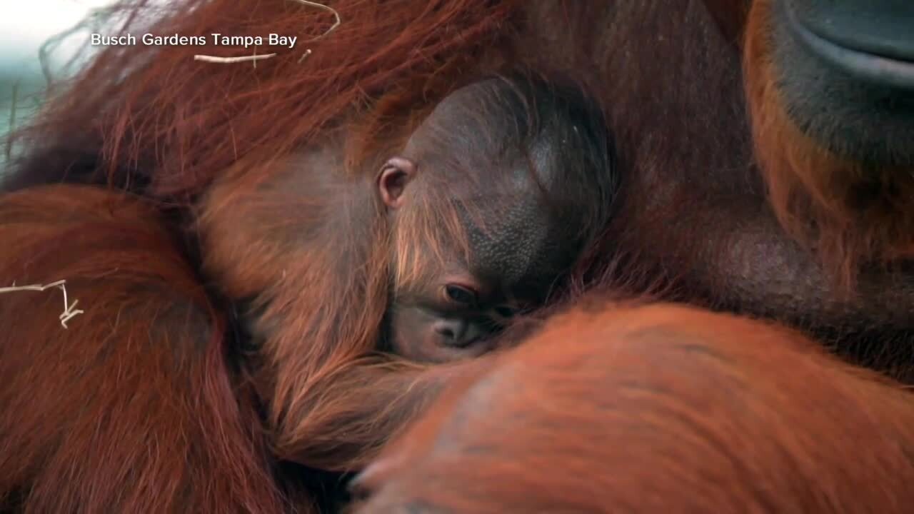 Busch Gardens baby orangutan