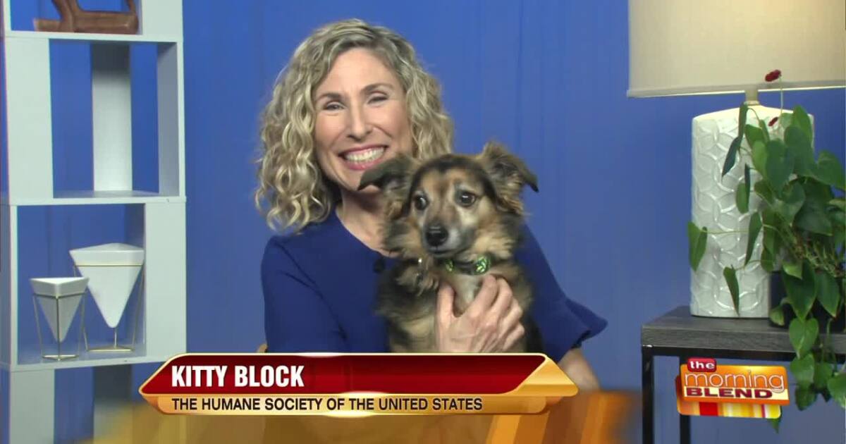 How Inflation is Impacting Pets