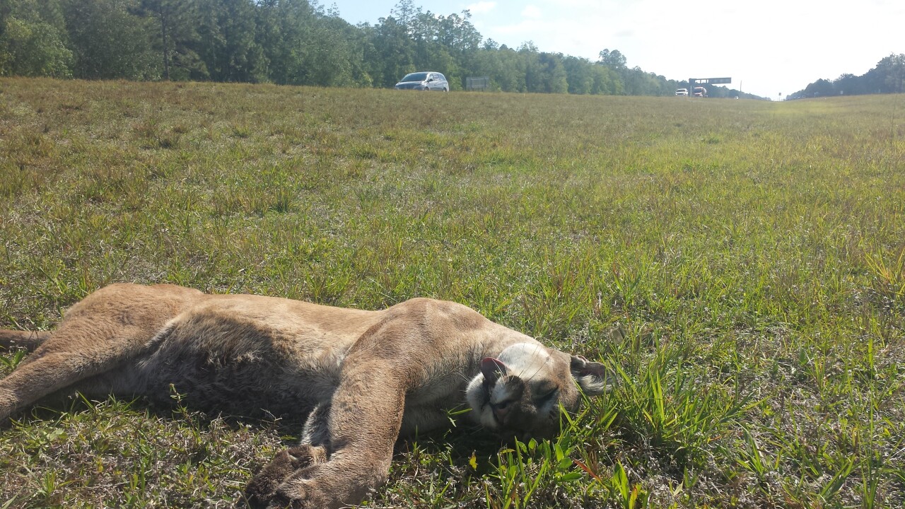 Panther vehicle strike
