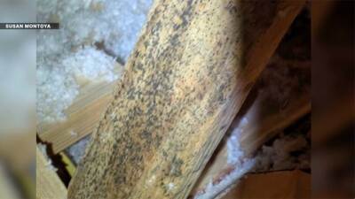 Port St. Lucie homeowner says discovery in attic cost her a buyer