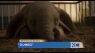 Screened on the Spot: review of ‘Dumbo’