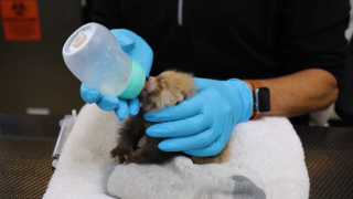 Bottle Feeding.png