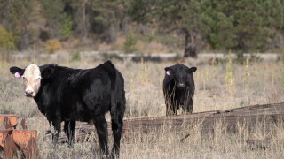 Boise County Cattle