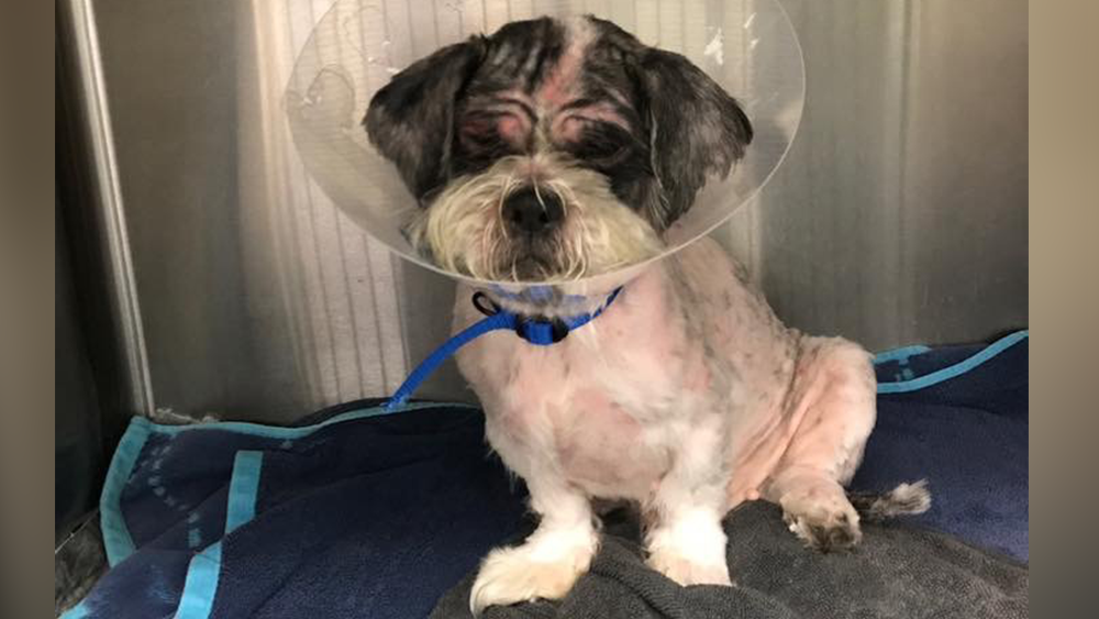 SHIH-TZU-MAIN.png