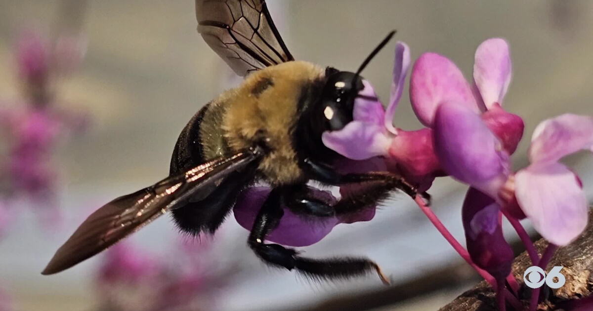 Bize Bees Everywhere You Are: buzzin' with the bees