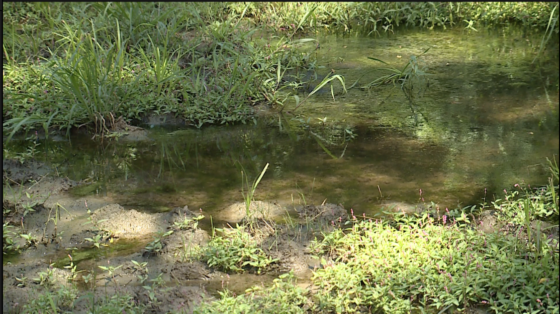 Standing water in White's yard