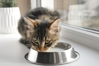 Cat drinking milk 