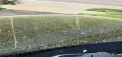 Pollen