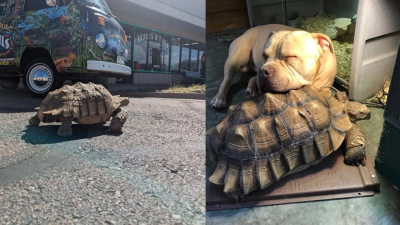 Tortoise