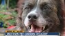 Brookside neighborhood on alert for coyotes