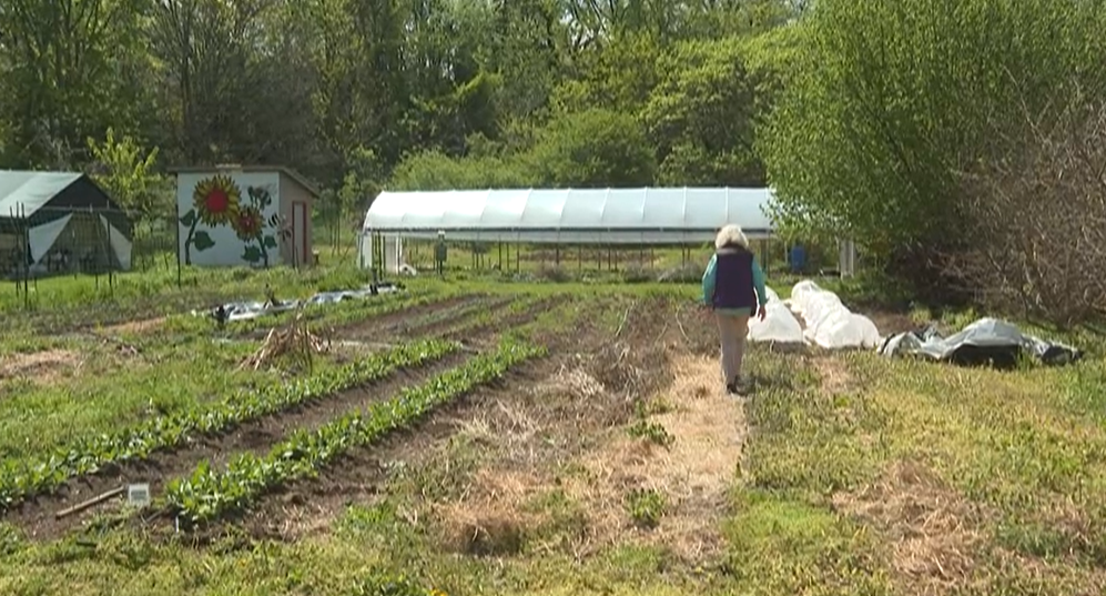 Victory Garden Blitz