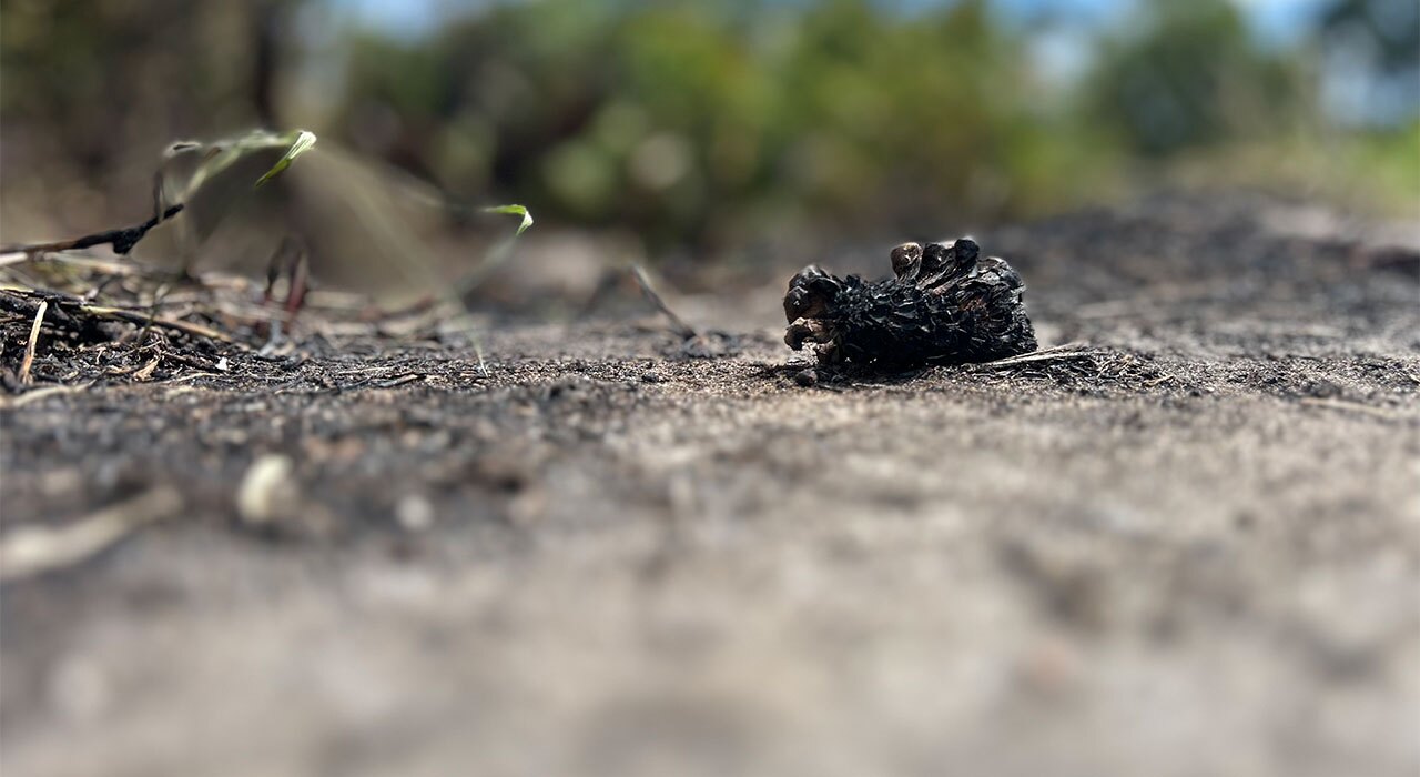 Savannas Preserve State Park aftermath 