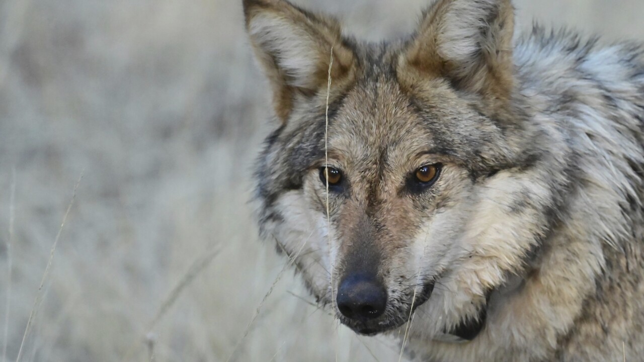 Endangered Wolves Emergency