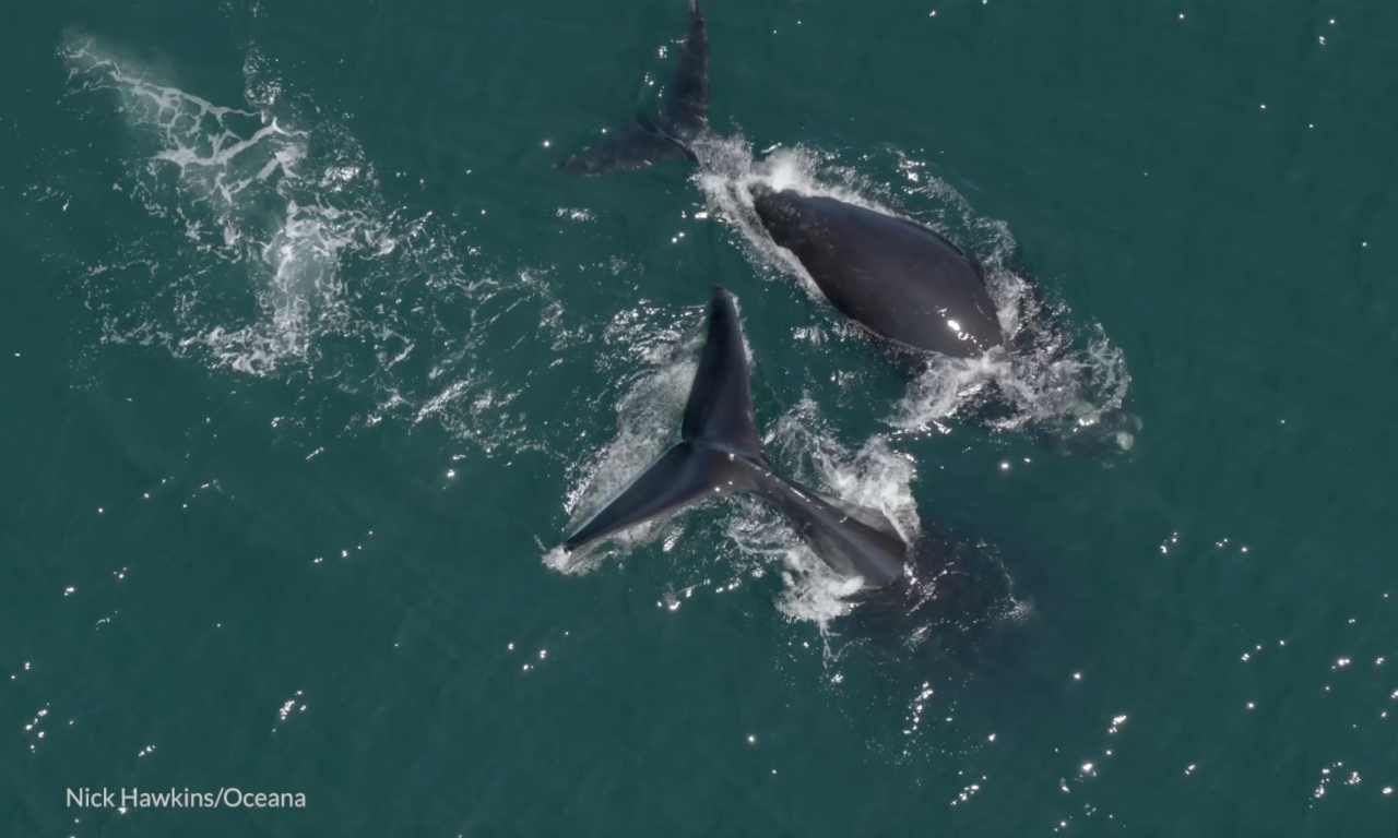 North Atlantic Right Whale