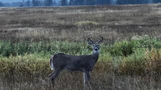 Flathead Whitetail Deer