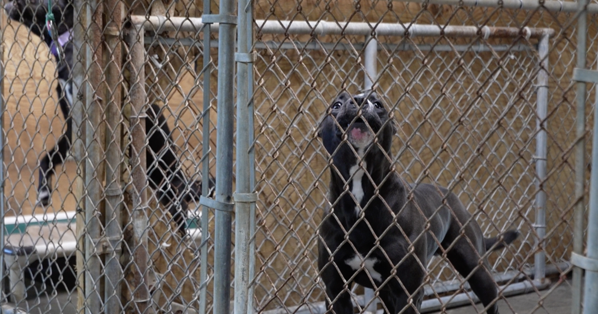 Pendleton County looks to address aging infrastructure, rat infestations with new animal shelter building