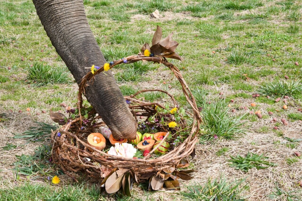 easter "egg" basket for elephant sanctuary