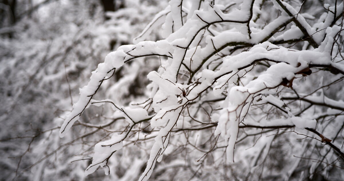 Should we expect this winter weather to damage plants like December 2022? - Vimarsana News