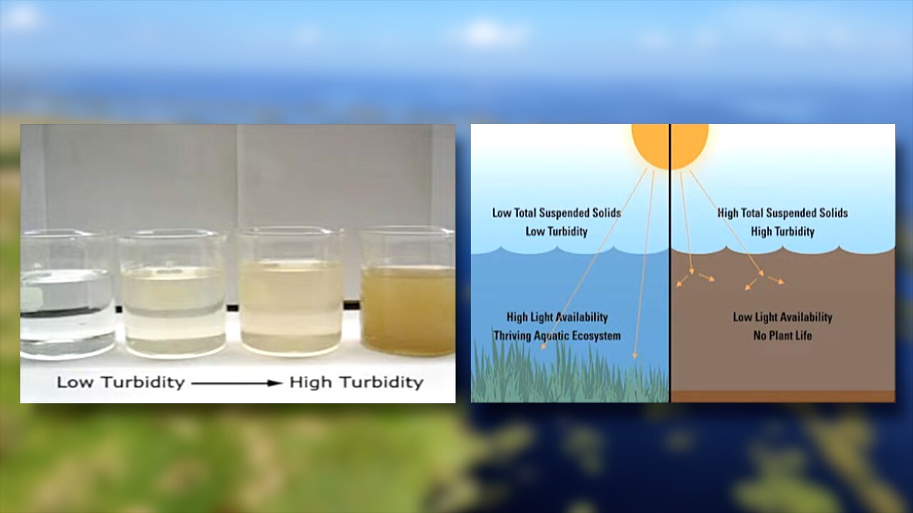 Graphics explaining turbidity and it's affect on the submerged aquatic vegetation's ability to get sunlight.